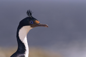 Imperial Cormorant / Blue Eyed Shag. Phalacrocorax atriceps albiventer. New Is. Falkland Islands