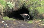 Magellinic Penguin in its nesting burrow. Carcass Is. Falkland Islands. Sub Antarctica
