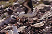 Black-browed Albatross rides a high wind over the breeding colony on West Point Is. Falkland Islands