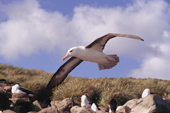 Black-browed Albatross in flight over an albatross colony. West Point Island. Falkland Islands.