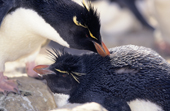 Rockhopper Penguins allopreen, preen each other. New Island. Falkland Islands.