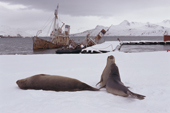 Elephant Seal weaners play in front of the wreck of a whaling boat. Grytviken. South Georgia. Subantarctica