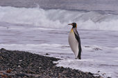 Glistening, wet King Penguin walks out of the surf onto black pebbles. Fortuna Bay. St Georgia. Sub antarctica.