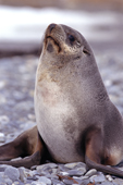 Female South Georgia Fur Seal on the beach at Fortuna Bay. South Georgia. Sub Antarctic Islands.