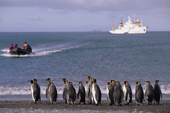 Line of King Penguins along the shore as the zodiac from the Multanovskiy lands at Salisbury Plain. Sth Georgia