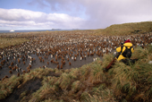 Tourist photographs the King Penguin Colony at Salisbury Plain. South Georgia. Sub Antarctic Islands.