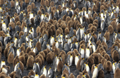 King Penguin Colony with the 'Oakum Boys', the chicks and the adults. Salisbury Plain. Sth Georgia. Sub Antarctic