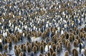 King Penguin adult and chicks in the main Rookery at Salisbury Plain. South Georgia. Subantarctic Island