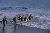 King penguins rush into the surf in dawn light at Salisbury Plain. South Georgia. Sub Antarctic Is.