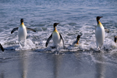 King Penguins rush out of the surf to the safety of the beach. Salisbury Plain. Sth Georgia. Sub Antarctica