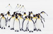 A group of King Penguins. Salisbury Plain. South Georgia. Sub Antarctic Is