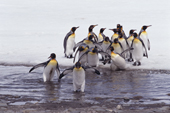 Group King Penguins follow a leader across some water. Salisbury Plain. South Georgia. Sub Antarctic Is