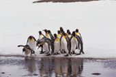 King Penguin group consider crossing some water. Salisbury Plain. South Georgia. Sub Antarctic Is