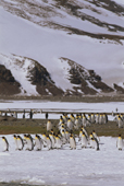 King Penguins walk towards the sea for a bathe. Salisbury Plain. South Georgia, Sub Antarctic Is