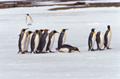 Line of King Penguins on snow at Salisbury Plain. South Georgia. Sub Antarctic Islands.