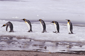 Line of King Penguins on snow at Salisbury Plain. South Georgia. Sub Antarctic Islands.
