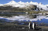 King Penguins on the shore at Salisbury Plain. South Georgia. Sub Antarctica