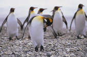 King Penguin pauses to preen after leaving the sea at Salisbury Plain. South Georgia. Sub Antarctica.