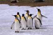 Group of King Penguins stand around on snow. Salisbury Plain, South Georgia, Sub Antarctic Islands
