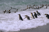 King Penguins walk int the surf as others swim past. Salisbury Plain. South Georgia. Sub Antarctic Is.