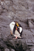 Macaroni Penguin on the rocks in Hercules Bay. South Georgia. Sub Antarctic Islands