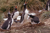 Gentoo Penguins join in an ecstatic display at their nests on Prion Island, South Georgia. Subantarctic island