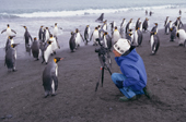 Sally Murphy gets a close up of a curious King Penguin. Salisbury Plain. South Georgia. Sub Antarctic Is