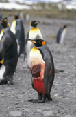 King Penguin, Aptenodytes patagonicus, with severe wound inflicted by a seal. Salisbury Plain. South Georgia. Sub Antarctic Islands.