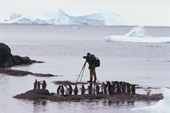 Photographer John Shaw with a line of Adelie Penguins on rock pools at Brown Bluff. Antarctic Peninsula