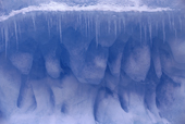 Icicles hang on an iceberg that has been undercut by the sea. By Brown Bluff. Antarctic Peninsula.