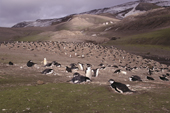 Chinstrap Penguin colony spreads over dry hillocks at Baily Head. Deception Island Sth Shetland Is. Antarctica