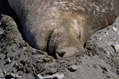 Bull Elephant Seal pushes his face deep into the sand of the beach. Fortuna Bay. Sth Georgia. Sub Antarctica