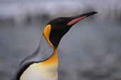King Penguin portrait. Salisbury Plain. South Georgia. Subantarctic Islands