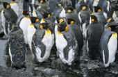 King Penguins sit and moult in large groups. Salisbury Plain. South Georgia. Sub Antarctic Islands
