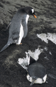 Gentoo Penguin watches a Chinstrap Penguin getting water by eating snow buried under volcanic sand. Saunsers Island South Sandwich Islands