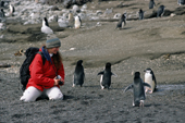 Tourist in a red jacket watches chinstrap penguins walk close to her. Saunders Is. Sth Sandwich Islands