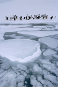 Adelie Penguins and Pancake ice. Antarctica.