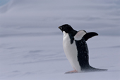 Adelie Penguin stretches his wings on the floe edge with snow blowing past him. Weddell Sea. Antarctica.