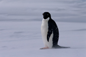 Adelie Penguin stands on the floe edge with snow blowing past him. Weddell Sea. Antarctica.