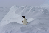 Adelie Penguin in a snowscape. Weddell Sea. Antarctica.