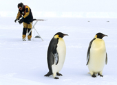 Tim Soper does some extreme ironing on sea ice, while being ignored by two Emperor Penguins. Weddell Sea Antarctica
