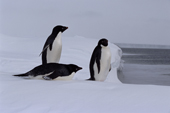 Group of Adelie Penguins rest at the floe edge on a windy day. Weddell Sea. Antarctica.