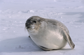 Young Crabeater Seal on the sea ice in the Weddell Sea. Antarctica.