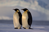 Two Emperor Penguins rest in low evening light on the floe edge. Atka Bay. Weddell Sea Antarctica