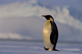 Emperor Penguin rests on sea ice, lifting most of his feet off the cold ice. Weddell Sea. Antarctica.