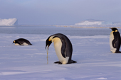 Emperor Penguin regurgitates unwanted matter soon after getting out of the water. Weddell Sea. Antarctica.