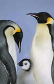 Emperor Penguin adult bends its head over a chick at the Atka Bay Emperor Colony. Weddell Sea. Antarctica.