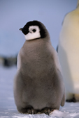 Grey and downy, an Emperor Penguin chick, the world's most beautiful bird. Atka Bay. Weddell Sea. Antarctica