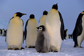 Emperor Penguin chick with adults that are looking for their own chicks. Atka Bay. Weddell Sea. Antarctica