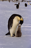 Adult Emperor Penguin bends its head to feed its grey, downy, chick. Atka Bay. Weddell Sea. Antarctica